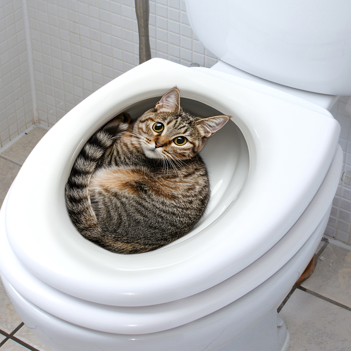 ثلاثية الأبعاد مضحك القط المرح - مراجعة Home Bathroom Gadgets وسعره